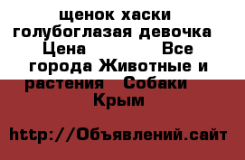 щенок хаски  голубоглазая девочка › Цена ­ 12 000 - Все города Животные и растения » Собаки   . Крым